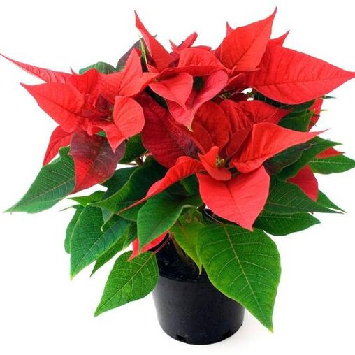 Kerstster